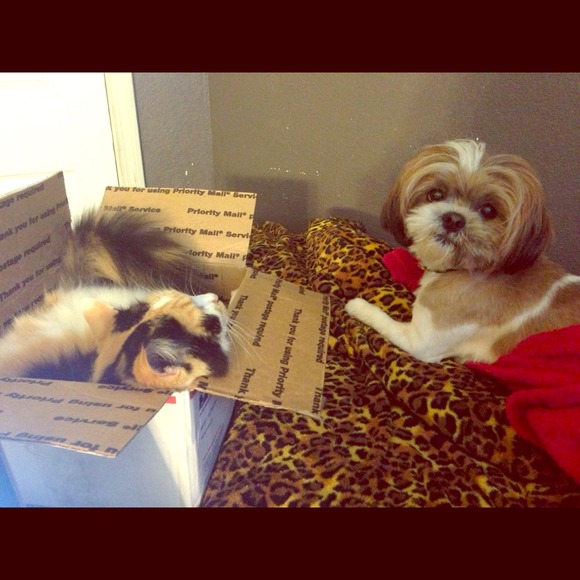 My lilttle helpers 😘🐶🐱