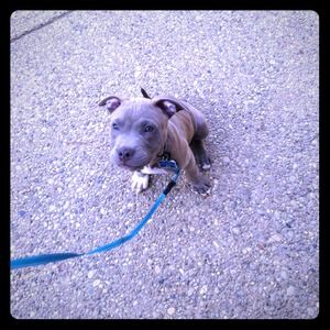 Peabody Loves to Bundle!!