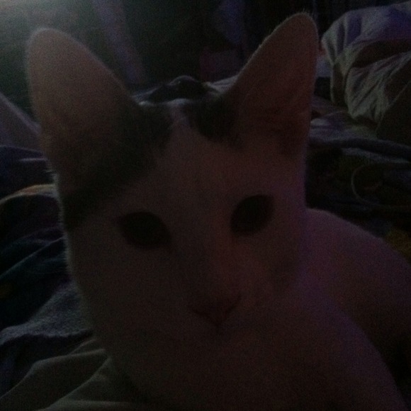 My Handsome Baby Kitty Axel!! :)