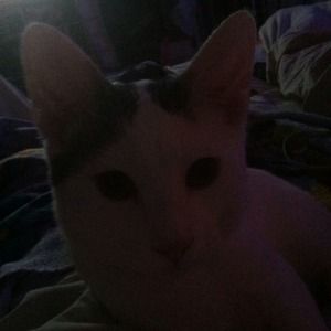 My Handsome Baby Kitty Axel!! :)