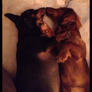 My two furry babies. Frank and Harley 💖💖💖