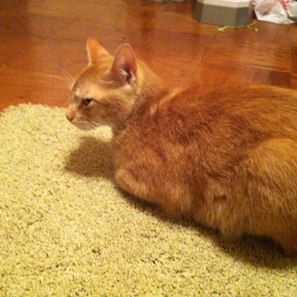 Meet Paco - Picture 1 of 1