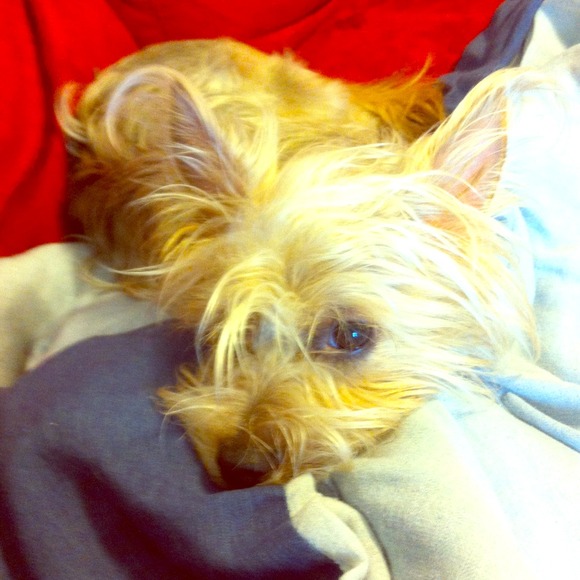 My sweet baby girl coco💜