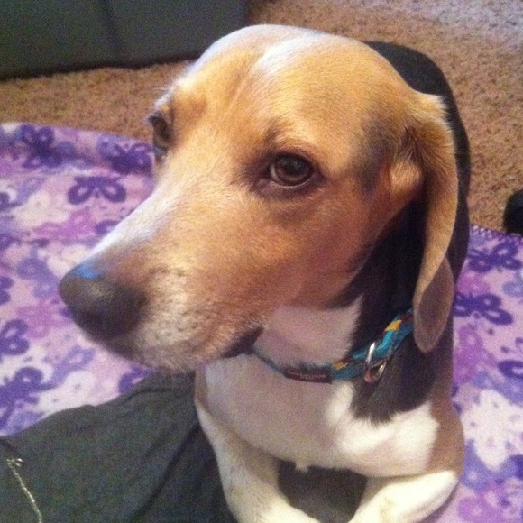 My beagle won't stay out of the way!