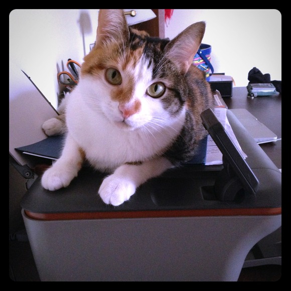 Meet Bella .. She loves mummy's desk :)