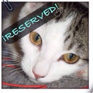 **RESERVED for @karissaafishy** SailorGirl Costume