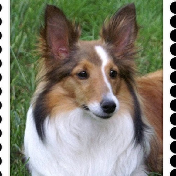 In Memory of My Princess Lizzy Lou Ellis