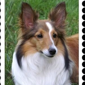 In Memory of My Princess Lizzy Lou Ellis
