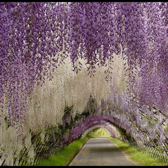 Ask me any price !!!! Please LOWBALL!! - Picture 3 of 4