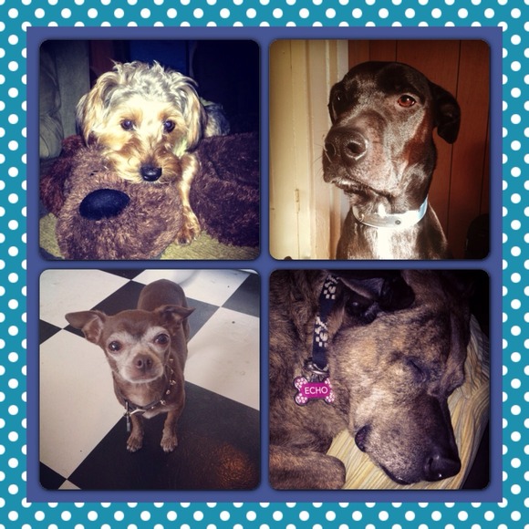 My babies! Ricki Rocko, Mungo, Frank and Echo!!!