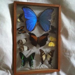 Butterfly framed!!