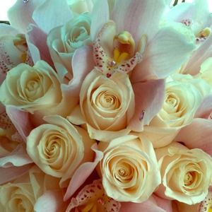 Bundle for Kaellashen