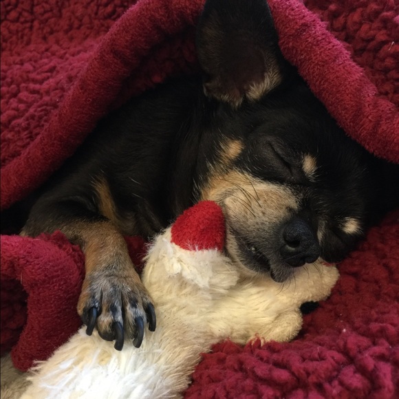 This little light of mine passed early morn, January 31, 2022 at 1:52am.😭😇 - Picture 2 of 6