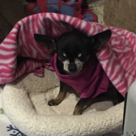 This little light of mine passed early morn, January 31, 2022 at 1:52am.😭😇 - Picture 3 of 6