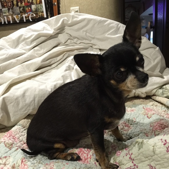 This little light of mine passed early morn, January 31, 2022 at 1:52am.😭😇 - Picture 4 of 6