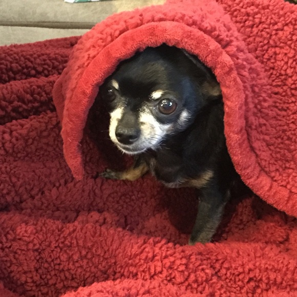 This little light of mine passed early morn, January 31, 2022 at 1:52am.😭😇 - Picture 6 of 6