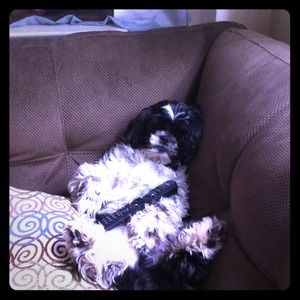 Not for sale: TV watching shih tzu