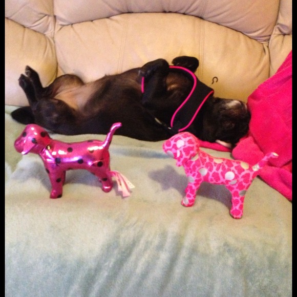 VS dogs
