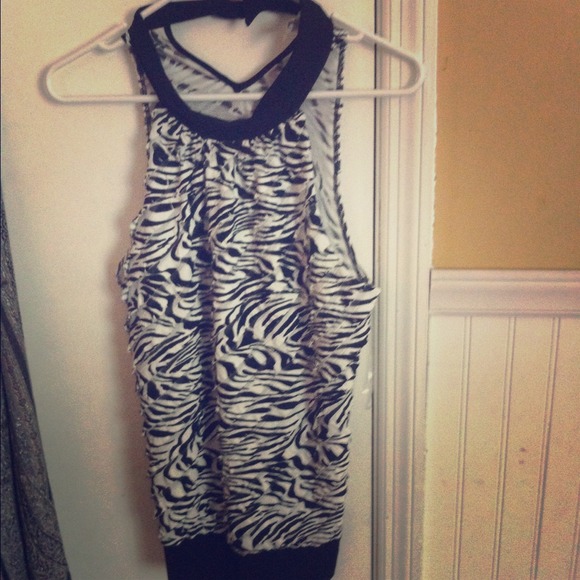 Dressy zebra high collar halter!