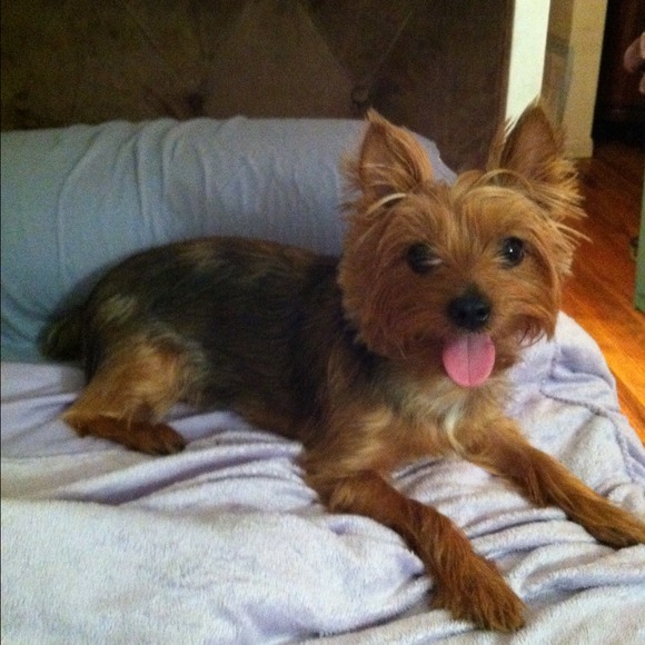 Me & my lil boo Duke I LOVE THIS DOG ! - Picture 3 of 3