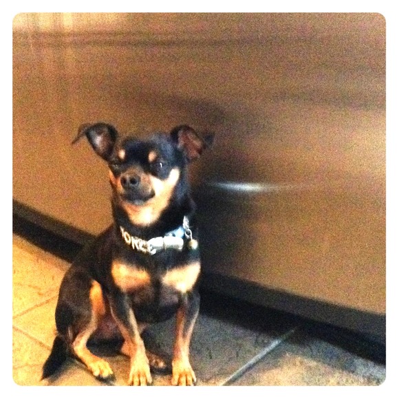 Ruf ruf the more you buy the more treats I get!