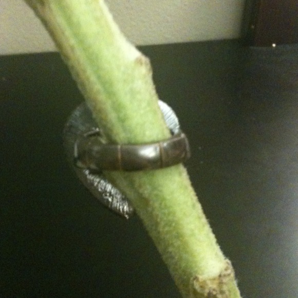 Zebra ring - Picture 2 of 2