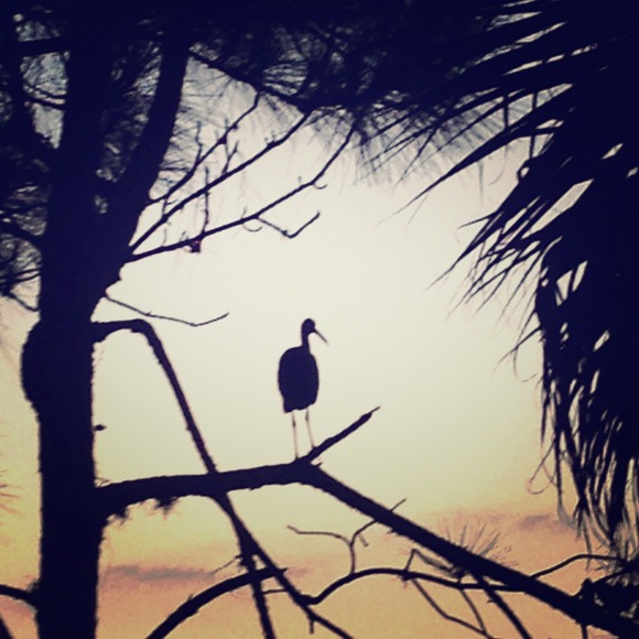 Looking for anything with birds or feathers!!