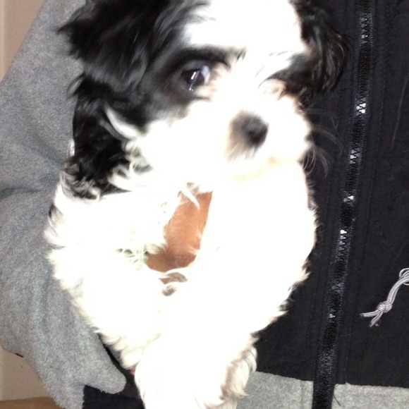 Cute puppy not for sale