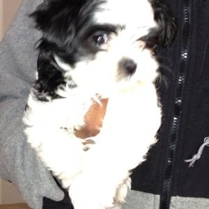 Cute puppy not for sale