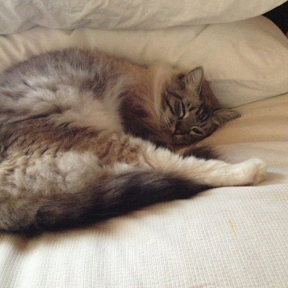 My Ragdolls!!!! - Picture 2 of 2