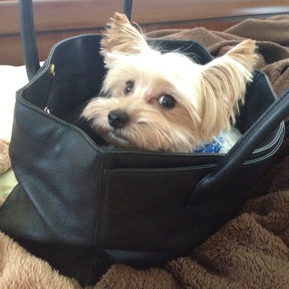 CHANEL CERF TOTE WITH GUILTY FURRY PARTY - Picture 1 of 3