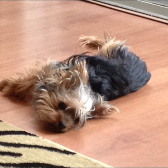 CHANEL CERF TOTE WITH GUILTY FURRY PARTY - Picture 2 of 3