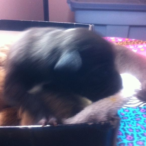 New babies - Picture 2 of 2