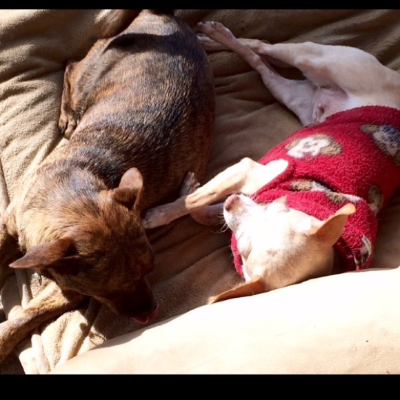 ๐พOUR 4 RESCUE DOGS๐พ - Picture 3 of 4