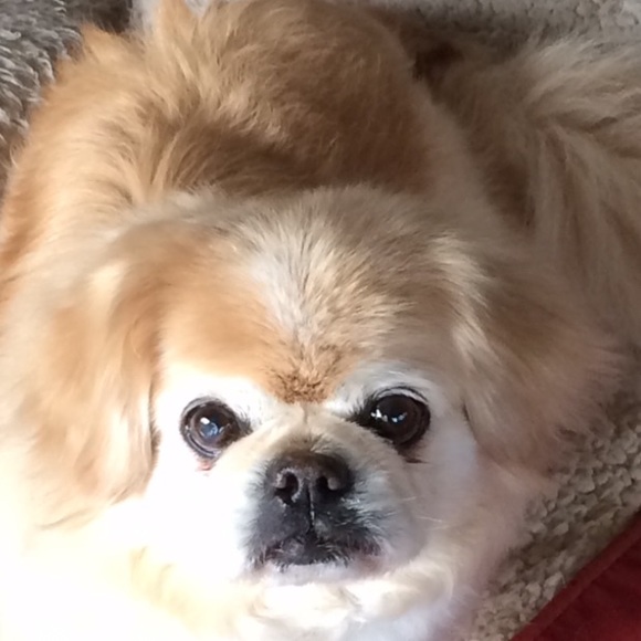 ๐พOUR 4 RESCUE DOGS๐พ - Picture 4 of 4