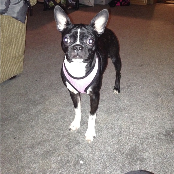 🇺🇸Meet your buyer/seller🇺🇸 - Picture 4 of 8