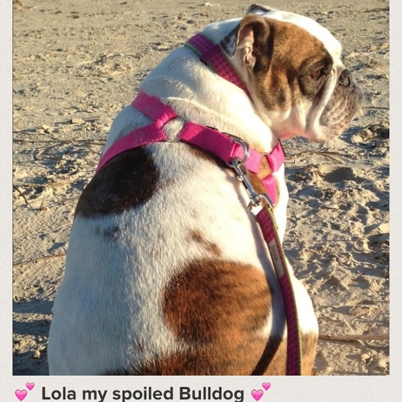 5/26💐🌸Picture of the day!!! Meet LoLa!! So cute - Picture 1 of 1
