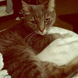 My awesome and cute kitty🐈