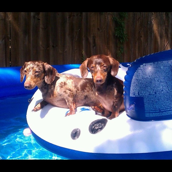 MaMa's Lil' Dapple Darlings !!