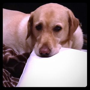 Chloe! My sweets! SOLD!