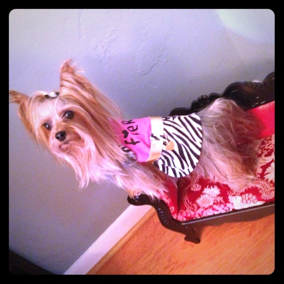 simply dog Other - ✋SOLD✋Dog Fashionably Fierce Dress