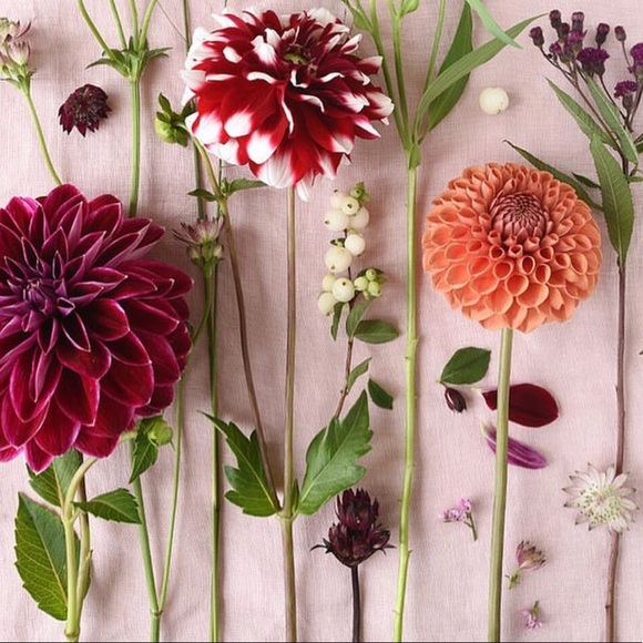 WELCOME to PICKLE & OLIVE - Picture 4 of 4