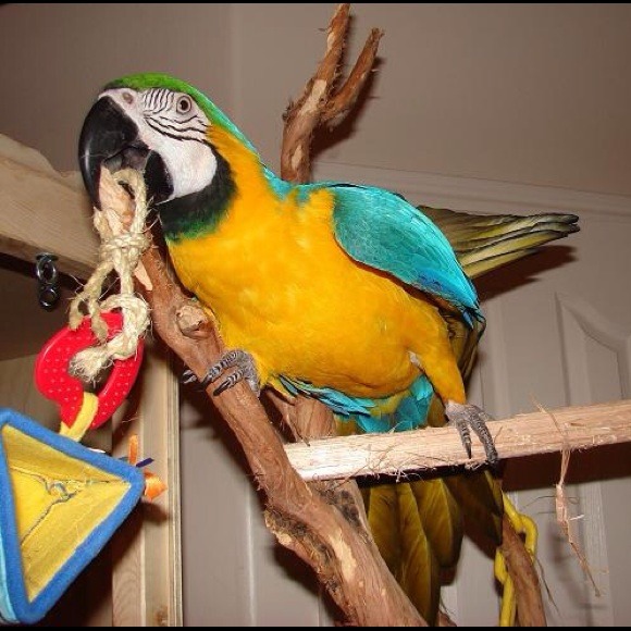 Accessories - My bird-baby, August Rayne aka Gussie!