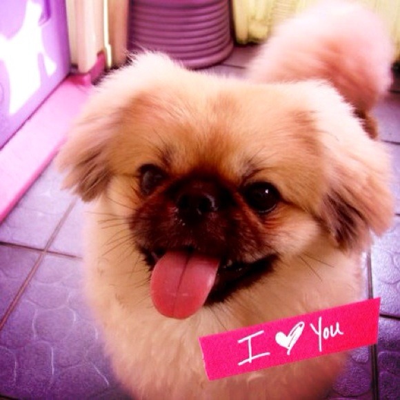 ♥NOT FOR SALE♥my puppy Pumbaa