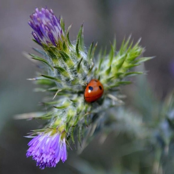 Bug/Flower Photography