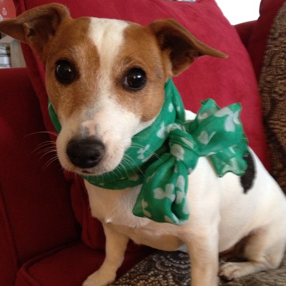 Kluska the Jack Russell Terr(o)ier