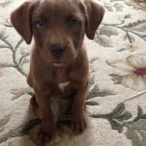 My new puppy!!!! NOT FOR SALE!!