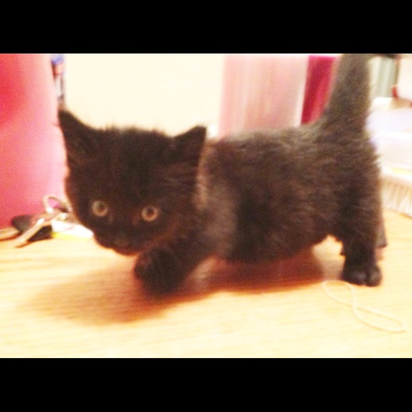 Munchkin kitten. (: