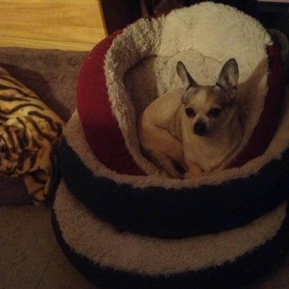One of my babies Dizzy Gizzy, not for sale...
