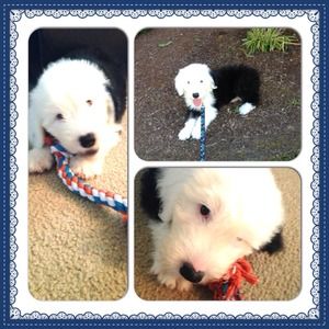 ❤🐶MEET MY BABY, WILFRED🐶❤